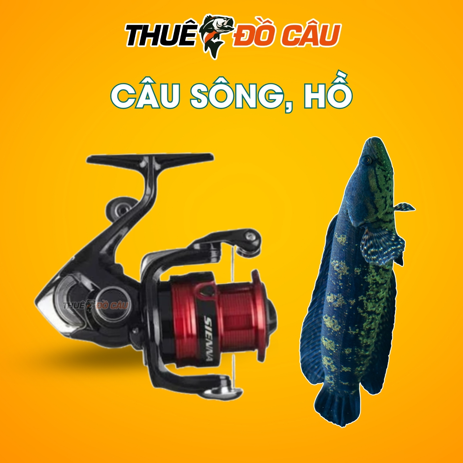 Máy câu đứng Shimano Sienna FG câu sông hồ