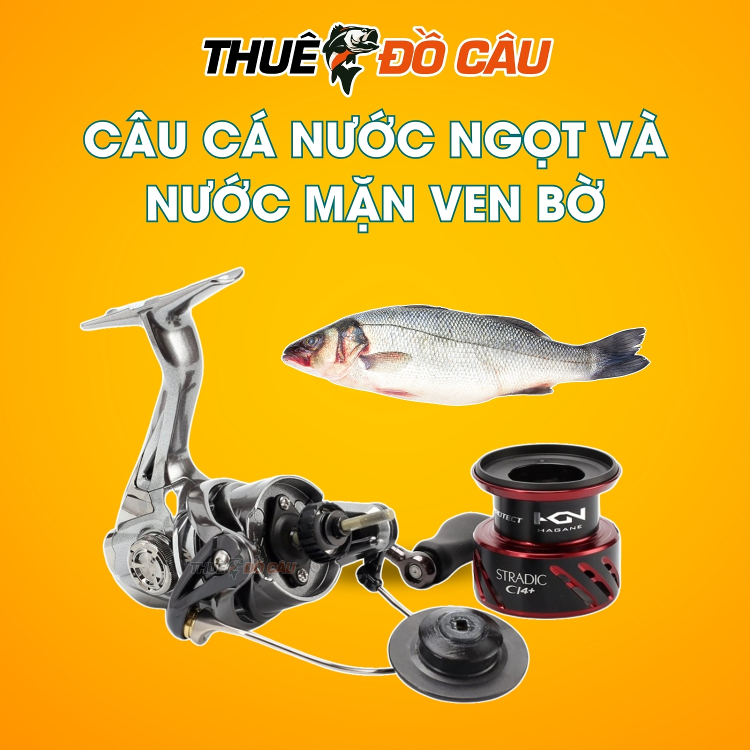 Máy câu đứng Shimano Stradic CI4+ câu cá nước ngọt và nước mặn ven bờ