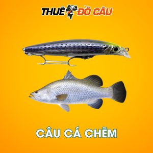 Daiwa Seabass Hunter Dùng Câu Cá Chẽm
