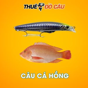 Daiwa Seabass Hunter Dùng Câu Cá Hồng