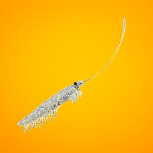 Mồi Tôm Mềm Daiwa