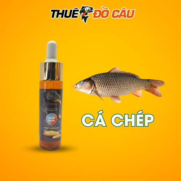 Tinh Chất Khoai Lang Sa Phạm Dùng Câu Cá Chép