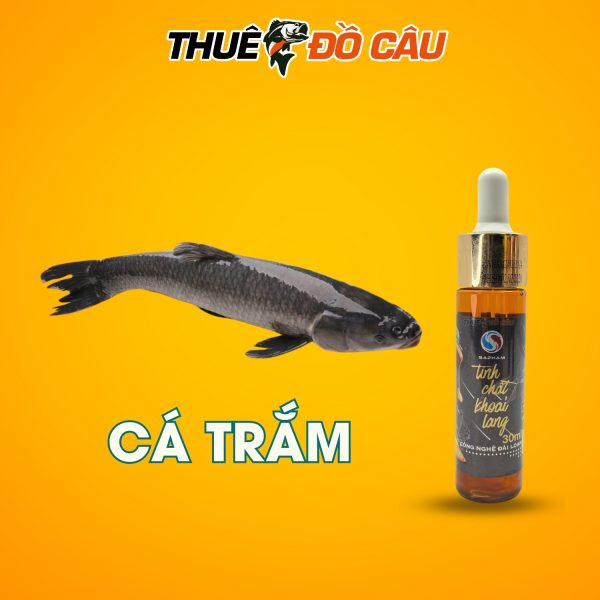 Tinh Chất Khoai Lang Sa Phạm Dùng Câu Cá Trắm